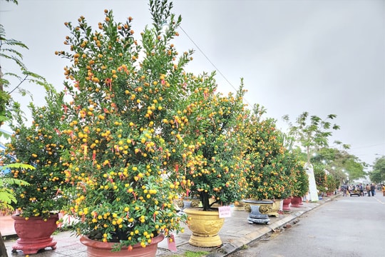 Lan tỏa thương hiệu quật cảnh Cẩm Hà