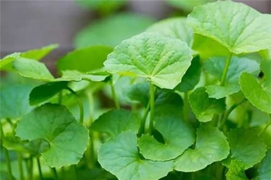 Công dụng bất ngờ của các cây thuốc nam có sẵn trong vườn