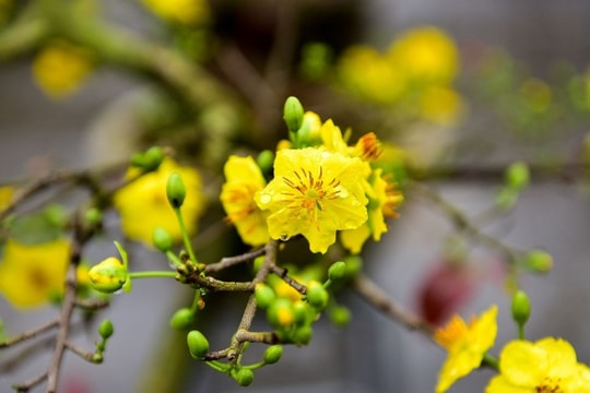 Mùa xuân, về Giao Thủy