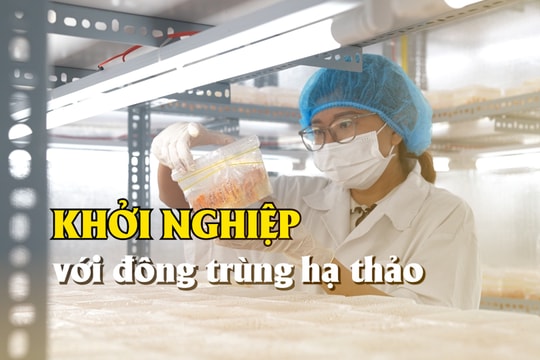 [VIDEO] -  Khởi nghiệp với đông trùng hạ thảo