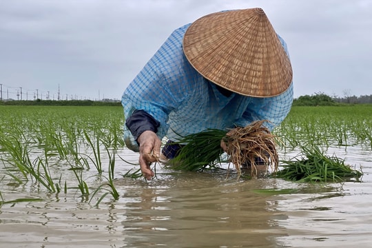 Chăm lúa ngày rét