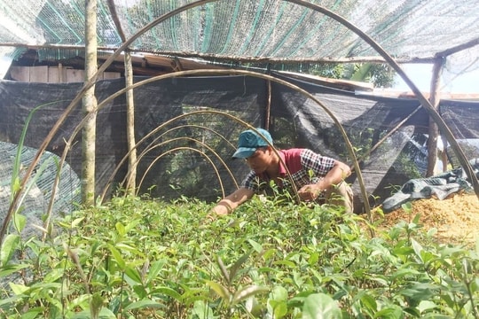 Tây Giang phấn đấu giảm tỷ lệ hộ nghèo còn 52,82%