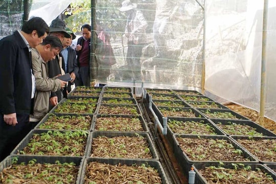 Quảng Nam sẽ tổ chức hội thảo khoa học quốc gia về công nghiệp chế biến dược liệu