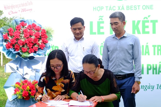 HTX Best One hợp tác với nông dân xã Tam Ngọc xây dựng chuỗi giá trị từ cây nhàu