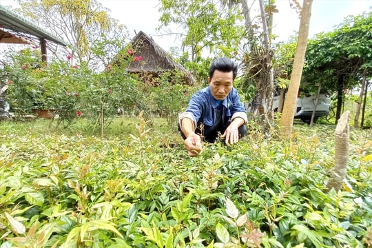 Chuyển đổi cơ cấu cây trồng ở Đông Giang: Thế mạnh của loại cây bản địa