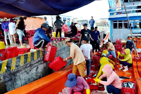 Tàu cá né cảng cá chỉ định