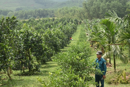 Trang trại của chàng trai 9X ở Tiên Hà