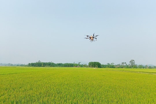 230ha lúa ở Núi Thành được phun thuốc trừ đạo ôn bằng máy bay không người lái