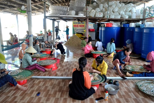 Được mùa cá cơm, ngư dân và chủ cơ sở chế biến cùng vui