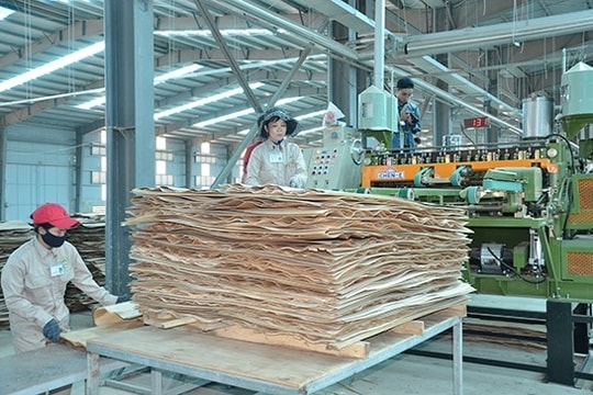 Quảng Nam có 383 cơ sở kinh doanh, chế biến gỗ
