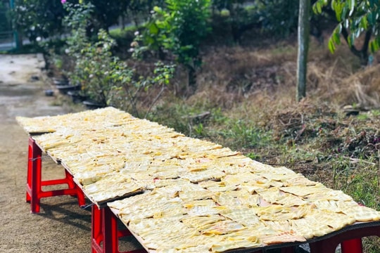 Những mùa măng rừng