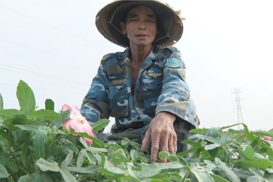 Phú Ninh trồng thử nghiệm sâm Bố Chính