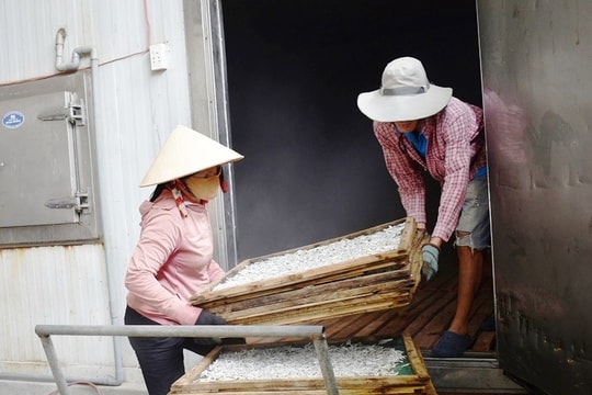 Mùa phơi cá cơm than ở Duy Hải
