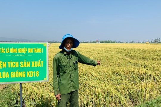 Mưa đá, gió lốc làm ngã đổ hàng trăm héc ta lúa, hoa màu đông xuân