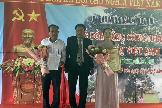 Cây cốc dinh Bà làng Mỹ Sơn trở thành Cây di sản Việt Nam