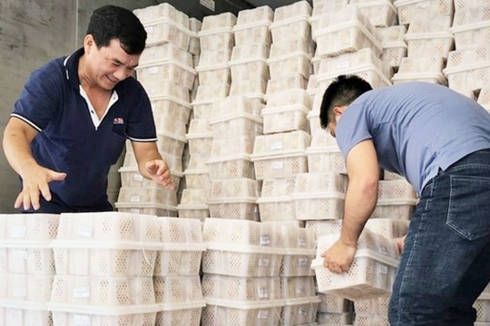 Ứng dụng năng lượng nguyên tử phục vụ phát triển kinh tế - xã hội: Hướng đi nào cho phù hợp?