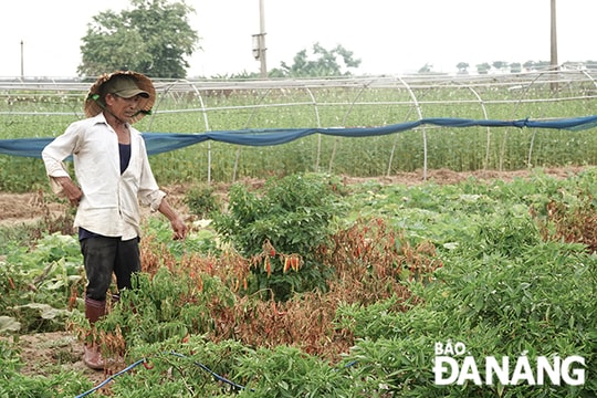 Nông dân có nguy cơ tạm dừng sản xuất do nước nhiễm mặn