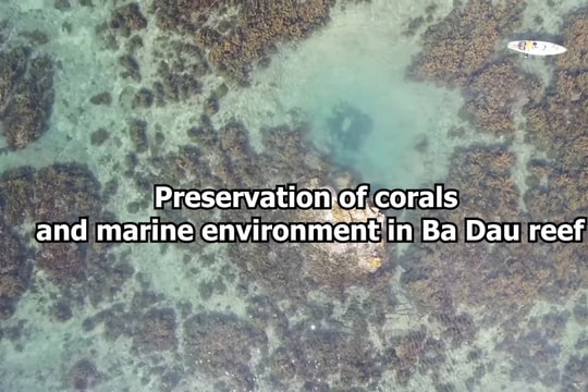 Preservation of corals and marine environment in Ba Dau reef