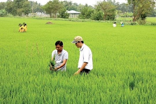 Nâng cao năng lực, hiệu quả hoạt động công tác khuyến nông