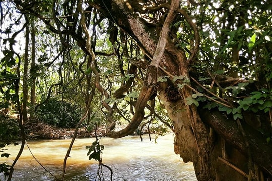 Cây sung già gợi nhắc ngày sum họp