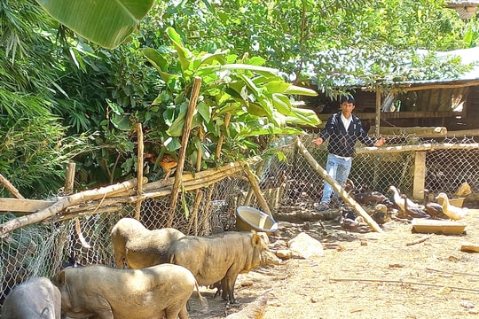 Đông Giang giảm tỷ lệ hộ nghèo hơn 6%/năm