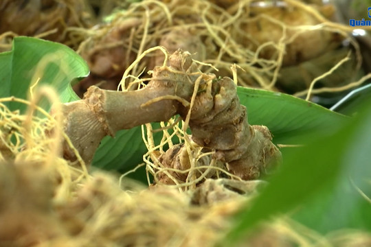 [VIDEO] - Vietnam aims to become the world’s largest ginseng producer
