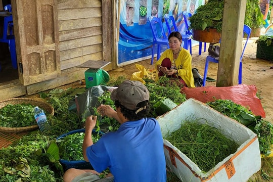 Giúp dân vùng cao giải quyết đầu ra nông sản