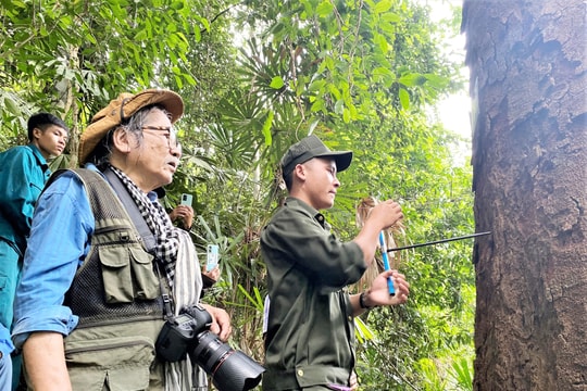 Khảo sát, điều tra số liệu rừng lim xanh và mun tại Tây Giang