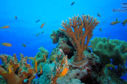 Cù Lao Chàm lọt top điểm lặn biển hàng đầu Việt Nam