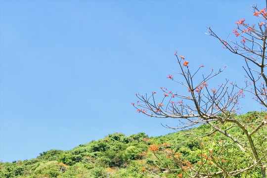 Lễ hội hoa ngô đồng ở Cù Lao Chàm diễn ra từ 19 - 25/7