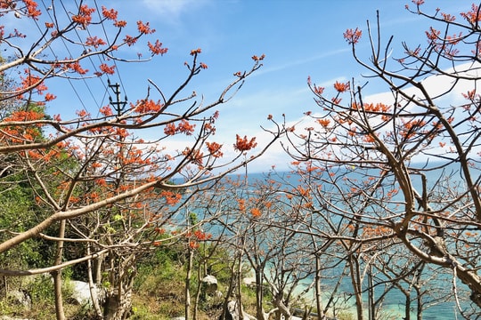 Xiêu lòng với mùa hoa ngô đồng Cù Lao Chàm