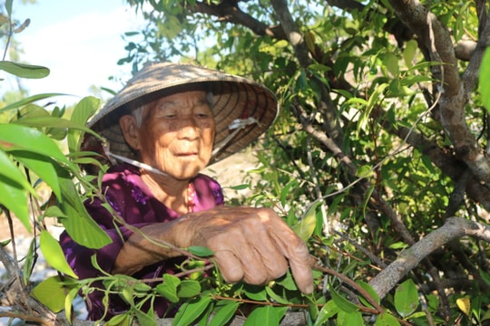 Nghề hái lá thuốc nam