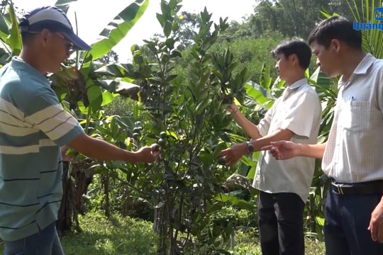 [VIDEO] - Điểm sáng kinh tế vườn, kinh tế trang trại ở Tam Sơn