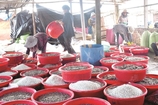 Nghề ủ muối cá cơm than