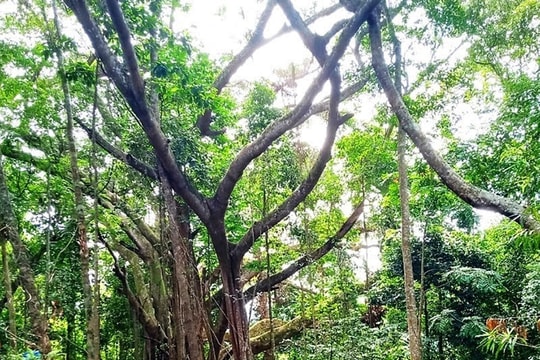 Quỹ Bảo vệ và Phát triển rừng tỉnh phát động cuộc thi sáng tác ca khúc về rừng