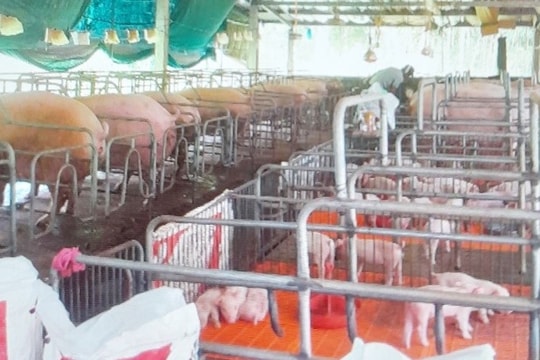 Cựu chiến binh ở Tiên Phong làm kinh tế giỏi