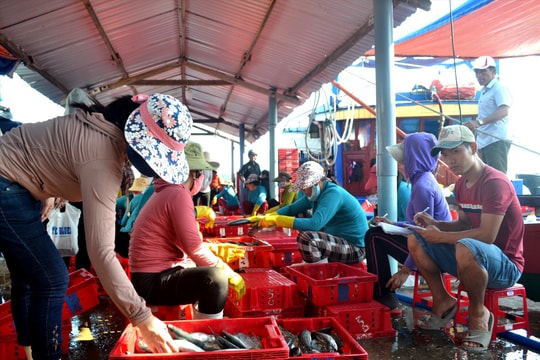 4.279 tấn hải sản bốc dỡ qua cảng cá 6 tháng đầu năm