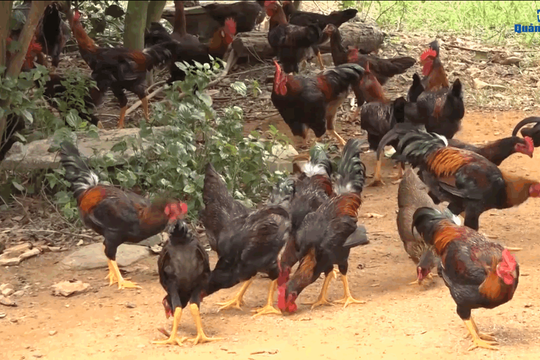 [VIDEO] - Nuôi gà thả vườn an toàn sinh học ở Núi Thành