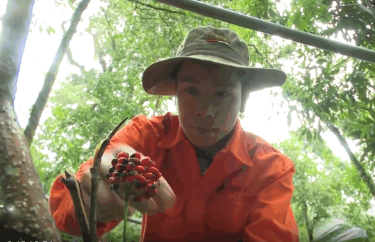 [VIDEO] - Mùa thu hạt sâm trên đỉnh Ngọc Linh