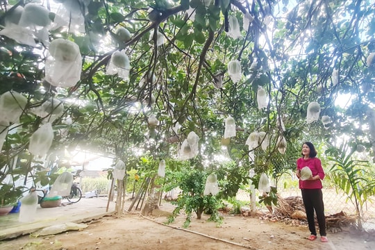 Cải tạo vườn tạp trồng cây ăn quả