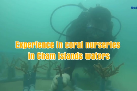 Experience in coral nurseries in Cham Islands waters