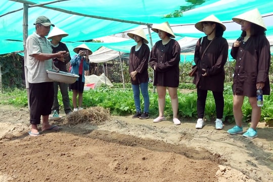 Hội An có gần 23ha sản xuất rau đảm bảo điều kiện vệ sinh an toàn thực phẩm