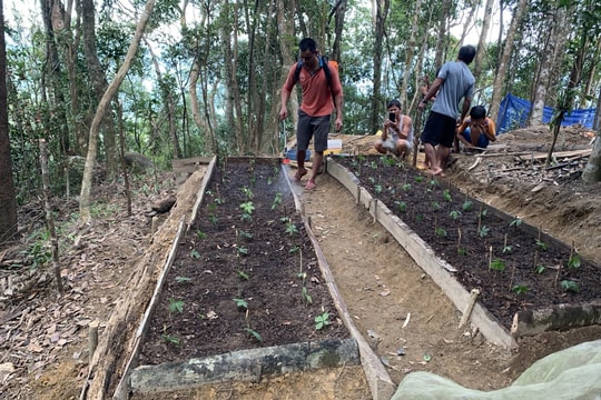 Trồng sâm Ngọc Linh trên Núi Chúa: Kết quả bước đầu