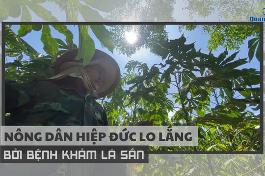 [VIDEO] - Nông dân Hiệp Đức lo lắng bởi bệnh khảm lá sắn