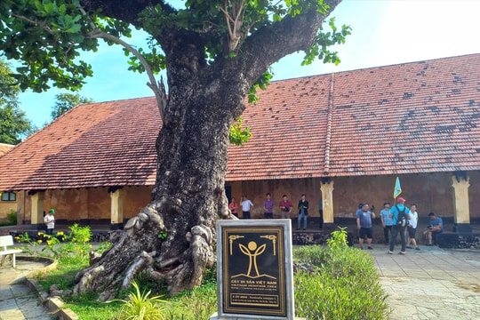 Cây bàng Côn Đảo