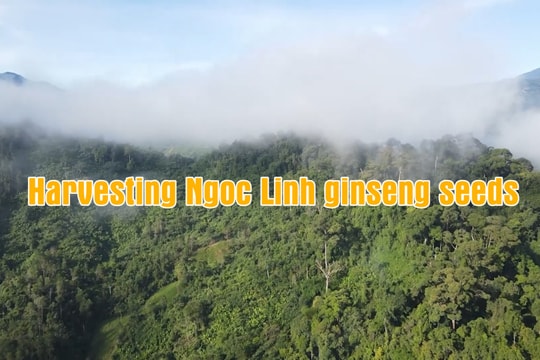 Harvesting Ngoc Linh ginseng seeds