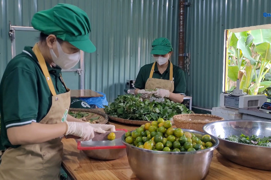 [VIDEO] - Khởi nghiệp cùng siro húng chanh tỏi đen