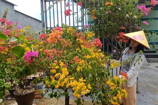 Bỏ phố về quê trồng hoa giấy cho thu nhập khá