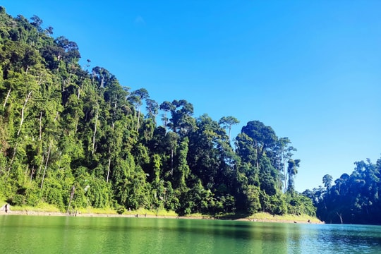 Giám sát công tác quản lý, bảo vệ rừng tự nhiên tại Nam Giang