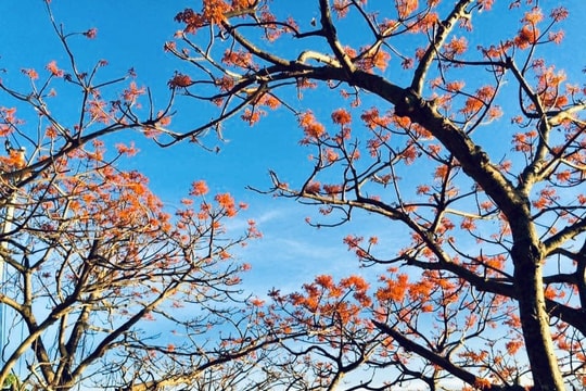 Ngô đồng mùa thu